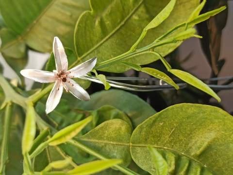 925 Ayar Gümüş Broş