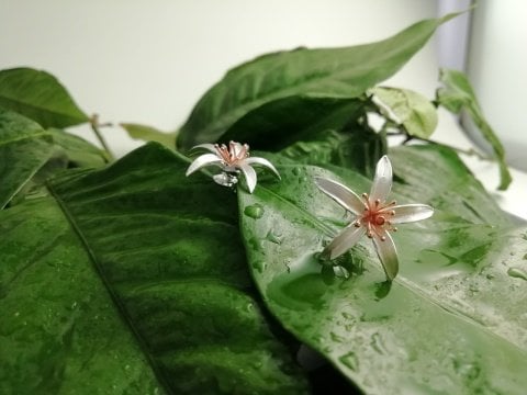 925 Ayar Çivili Mat Portakal Çiçeği Gümüş Küpe